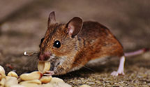 24 Hour & Emergency Exterminators in Bartlett, IA